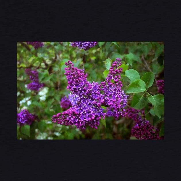 Vivid Purple Lilacs by SeaChangeDesign